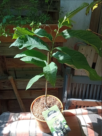Die Pflanze steht in einem großen Topf vor einer Bretterwand. Der Stamm ist Bleistiftstark, ein Dutzend fleischiger großer Blätter, die sehr an die der Kaffepflanze erinnern, stehen von einem etwas geneigten Stamm ab. Die Indianerbanane hat etwa schon eine Armlänge, sollte aber bis zum Auswildern doch noch etwas stärker werden. Je dicker der Stamm, desto größer ist die Wahrscheinlichkeit, dass sie mit gutem Winterschutz nicht nur überlebt, sondern sich auch prächtig weiter entwickelt. Es soll ein stattlicher Baum werden – mit Früchten, die nicht nur in der Form an eine Mango erinnern. In Nordamerika ist er heimisch und frosthart. Das lässt auch hier hoffen.