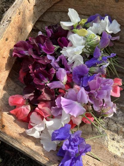 Trug with sweet pea flowers