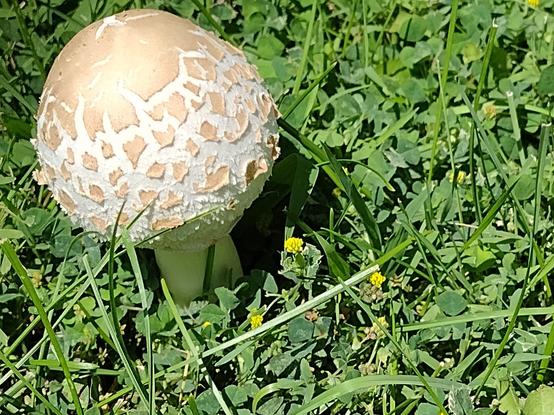 A new puffball mushroom beginning to grow. The mushroom is all white, the top of the cap appears to be scaled or breaking apart.