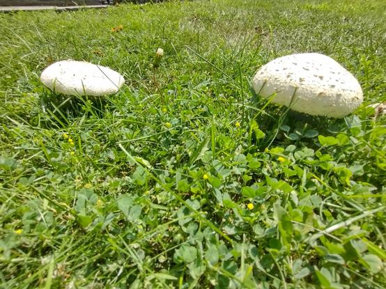 Two small, mature specimens. Under ideal growing conditions puffball mushrooms can grow quite large.