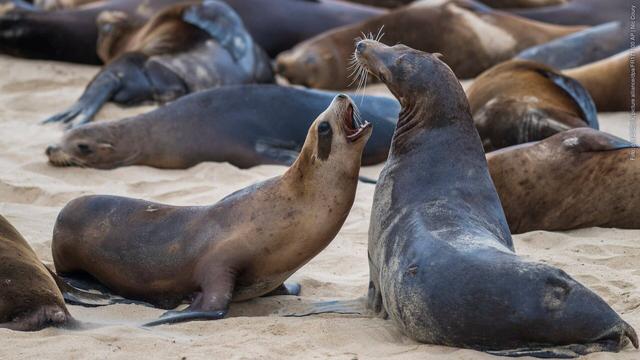 Seelöwen spielen zusammen am Strand von San Carlos in Monterey. (Foto: dpa Bildfunk, picture alliance/dpa/FR171100 AP | Nic Coury)