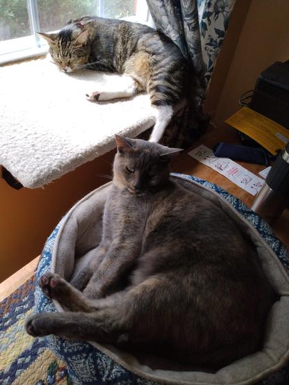 A 1 year old tabby cat with white markings is sleeping on a fuzzy, white window shelf.  A 3 year old grey, orange and white dilute tortoiseshell cat is lying close to her in a turquoise and white cat bed on a bookcase.