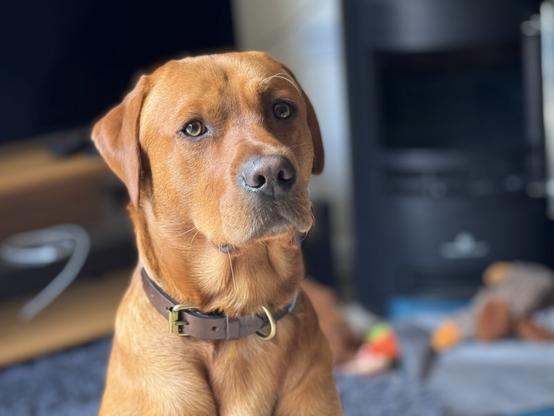 Ted my fox red Labrador