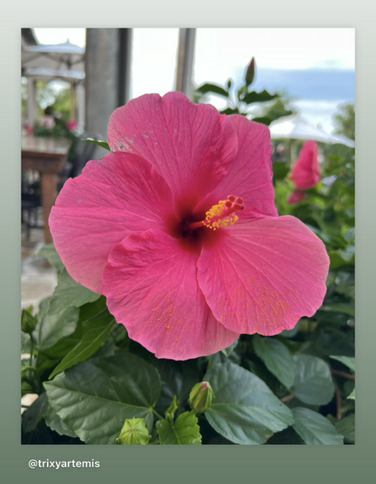 Close up of a pink hibiscus plant one whole flower fills most of the frame with its stigma protruding from the centre, some foliage is seen in the back ground.