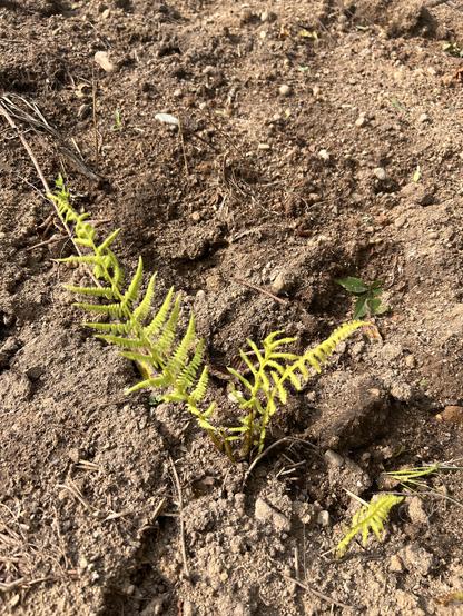 Photo of a little fern poking out of a bare spot of dirt.