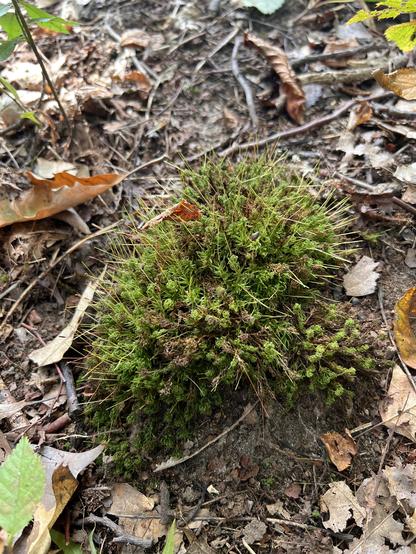 Photo of a patch of moss with tendrils reaching up.
