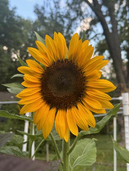 Tall orange variety of sunflower. The petals are more orange than a traditional sunflower. The seed area is very dark. It looks like a giant brown eyed Susan.