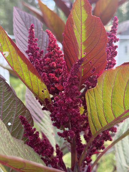 Hoping black dye amaranth. The flowers look like large scarlet blooms of wheat. Many per large purple stem with large olive green leaves