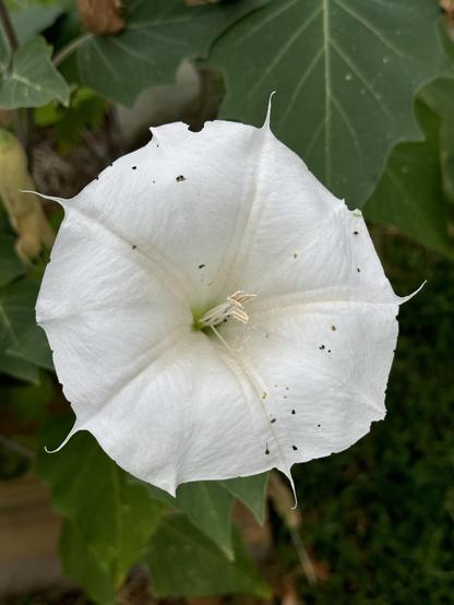 Brilliant white moonflower. The petals are webbed and have spikes. It looks like a trumpet with five spikes along the edge. These bloom at night, the look and behavior earn it the name devil’s trumpet