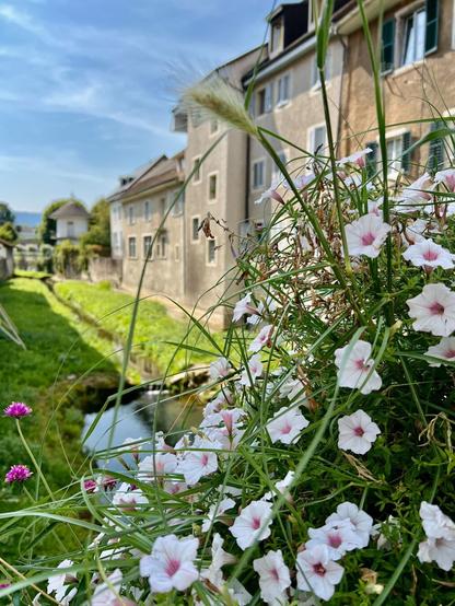 Blick auf den Bach in Pruntrut