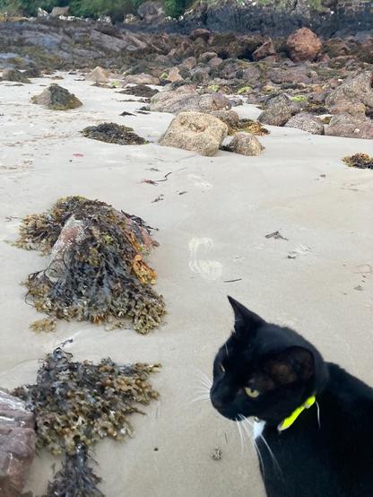 photo of my black and white cat, called joey, on the beach. in the background there are some rocks brown shades, and some black ones, covered in seaweed.