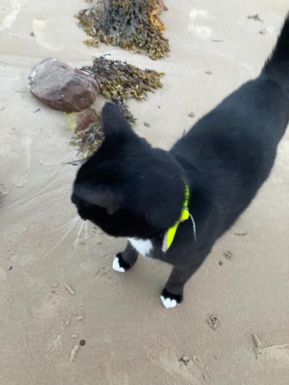 image of my black and white cat, called joey, on the beach. he's looking at the floor.