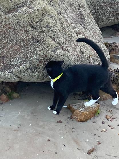 image of my black and white cat, called joey, on the beach smelling a rock. he's standing on sand, with one foot on a rock, with his face right against a larger rock.