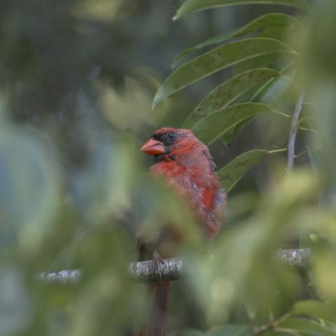 A sulking male Northern Cardinal sits deep in a leafy tree with plenty of foilage to block a view of his lower body. What we can see is a splotchy looking bird with bright red patches on top of older grayish-red patches.  Photo by Peachfront. Aug 27, 2024