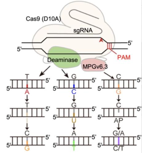 Schematic diagram of the working model of the derivative guanine base editors at various loci in the rice genome.