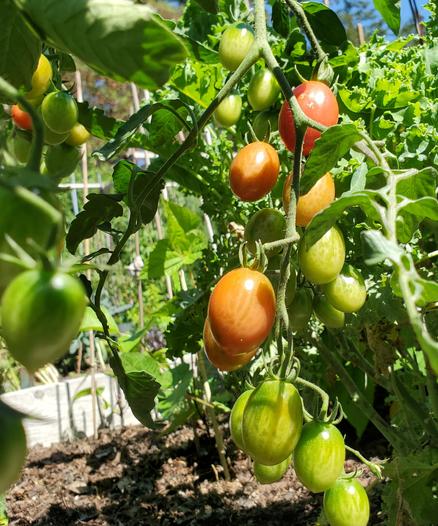 Roma tomatoes growing