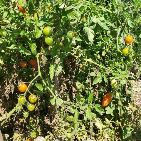 Mixed cherry tomatoes & Amish paste tomatoes growing