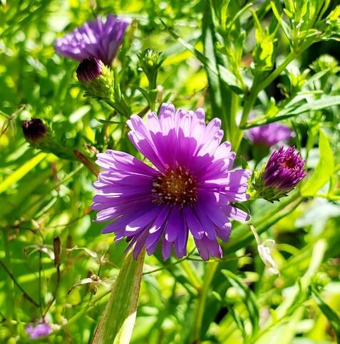 Purple aster flowers