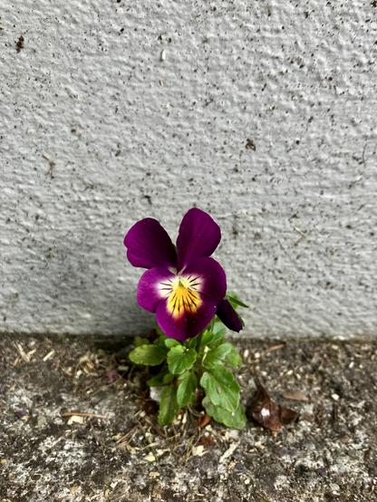 Full of defiance and resilience a purple Pansy grows out of the concrete floor by a concrete wall at the petrol station.