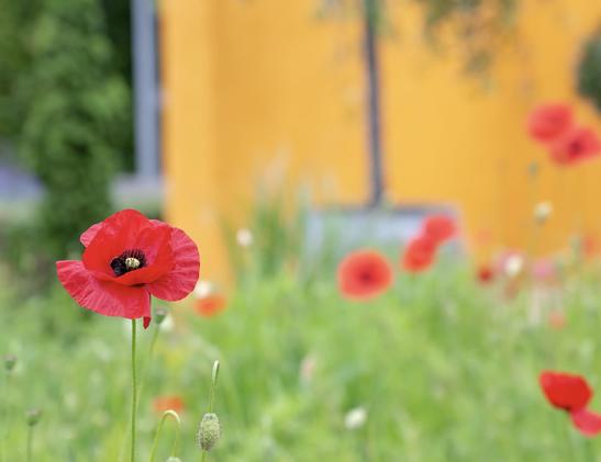 Poppy