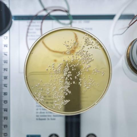 Trovati nell'Artico due composti che possono combattere la resistenza agli antibiotici