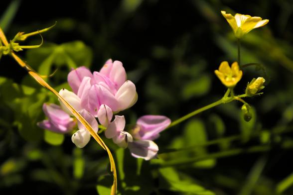 A purple and white flower cluster of crown vetch is visible over a background out of focus. Some yellow blossoms are also visible off to the right side of the frame.