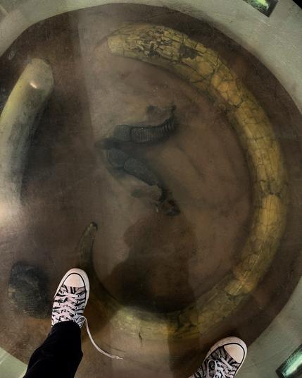 Photo taken looking down past my own Converse at a glass floor, beneath which are a woolly mammoth tusk, section of a tusk, molar and juvenile jaw
