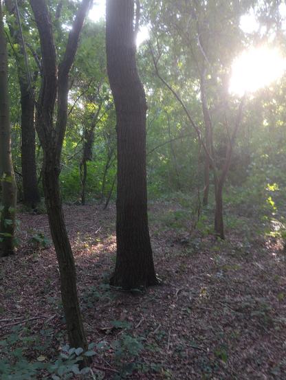 Zonsondergang door de loofbomen heen.