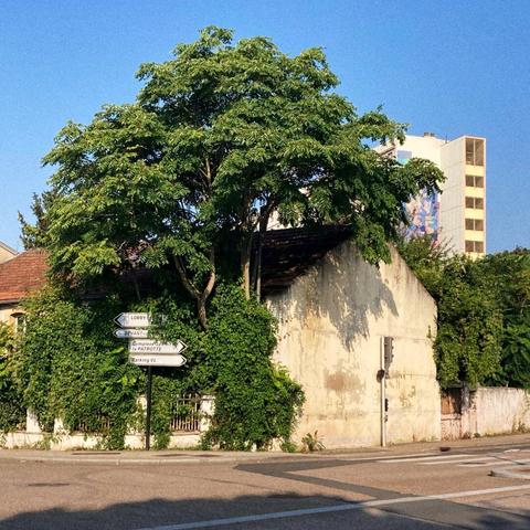 Une vieille maison au bord d'une route envahi par un arbre qui semble sortir de nul part. Le ciel est d'un bleu infini.
