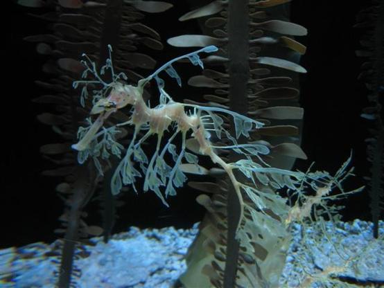 A seahorse with multiple appendages that make it look like ocean plant life