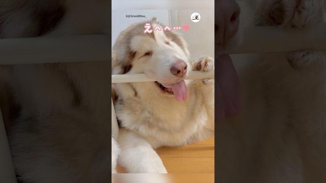 それでええんか…？｜PECO #ハスキー #シベリアンハスキー #大型犬 #愛犬家 #ハスキー大好き #husky #siberianhusky #huskylove #huskylife