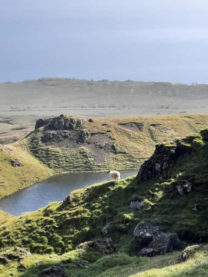 Ovella blanca mirant el llac en mig de la ainada per arribar al cim del Man of Storr