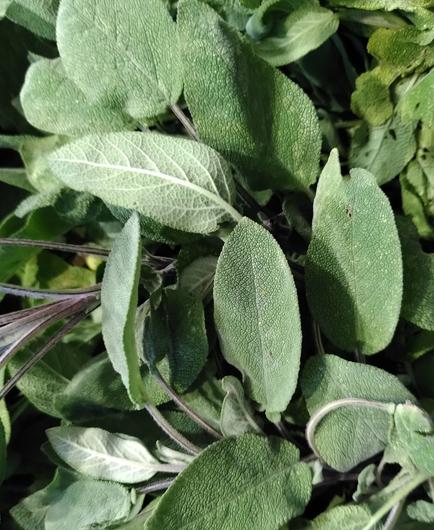 Close up of green sage leaves.