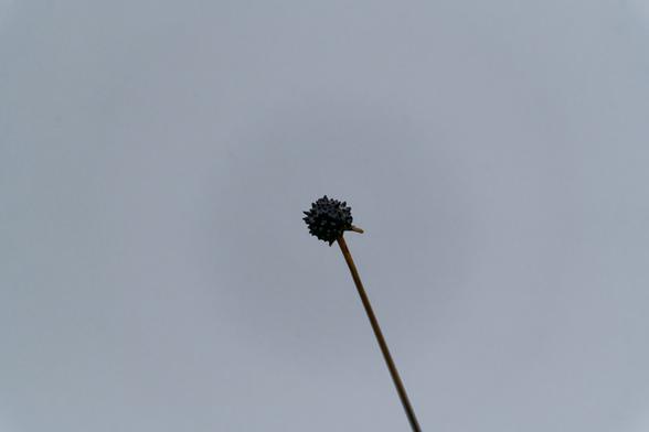 A single Button Grass head against a grey background. The button head is in sharp focus with the top of the stem also in sharp focus and slowly transitioning to out of focus on the way down the image.
