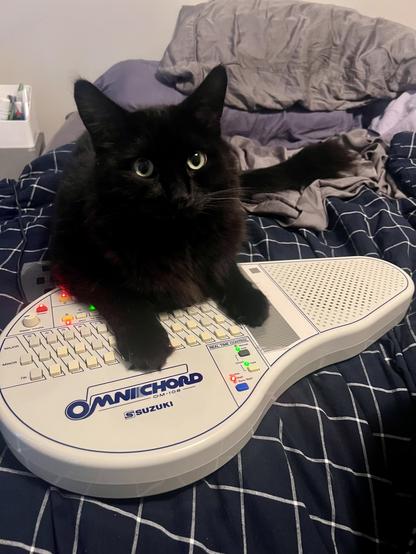 Fluffy black cat lying on a bed, leaning the front half of his body on a Suzuki Omnichord musical instrument. One paw is on the strum plate. The cat is looking slightly to the right of the camera lens