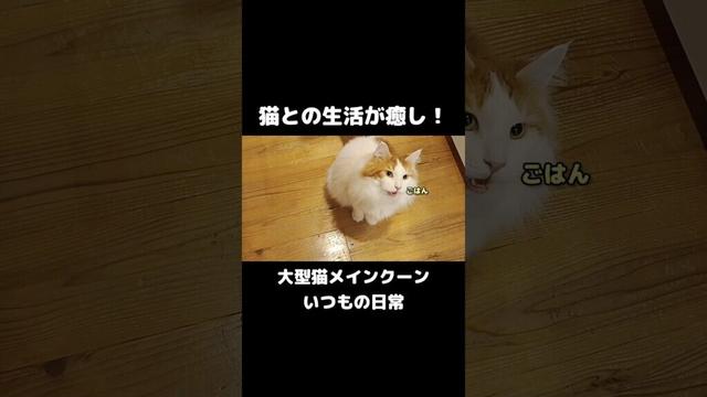 大型猫メインクーンの鳴き声が可愛すぎる！ #メインクーン #大型猫種 #長毛猫 #ねこ #ネコ #cat ＃mainecoon #猫のいる暮らし #猫好きさんと繋がりたい