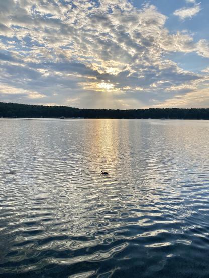Sonnenaufgang über einem See. Eine Ente schwimmt vorbei.