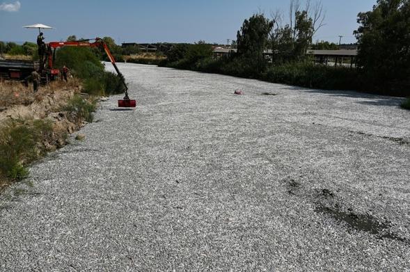 A river clogged with dead fish