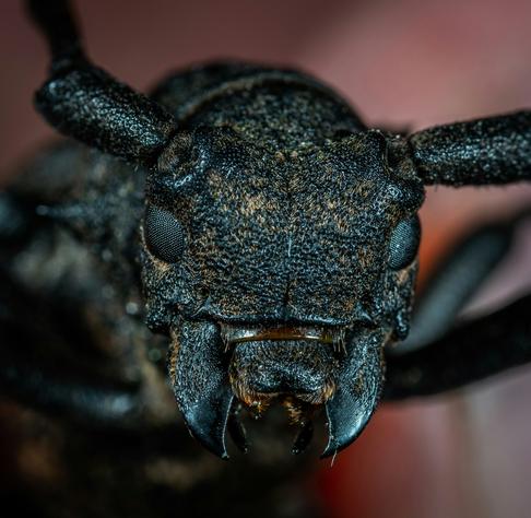 close up image of the face of a black ant