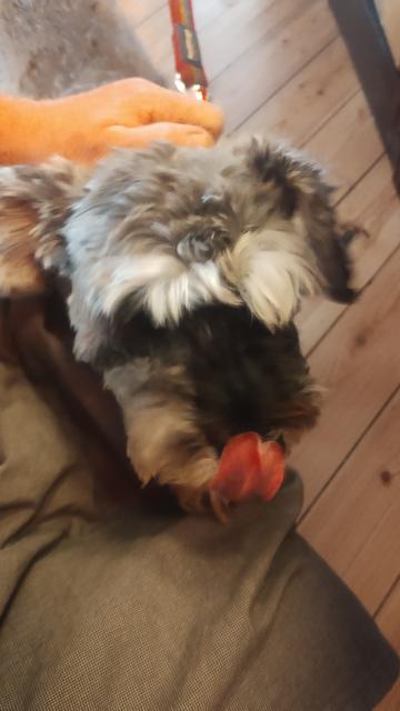 Blurred pics of Sylvie, a Schnauzer dog, getting hugs