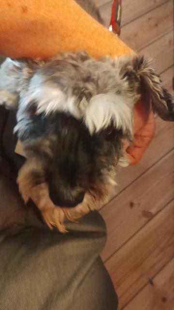 Blurred pics of Sylvie, a Schnauzer dog, getting hugs