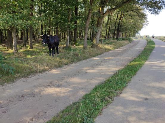 A black cow with white, curved horns standing next to the road. I'm trying to keep my distance to get past. Further along the road are two cyclists