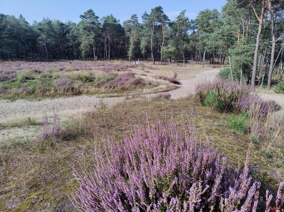 standing on top of a tiny sand dune with heather, looking at where the heather gives way for the forest. In the middle of the picture, a bit away, is a lone bicycle waiting for me to continue my trip