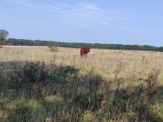 Brown horse walking away from me on a field of long grass and the occasional shrub