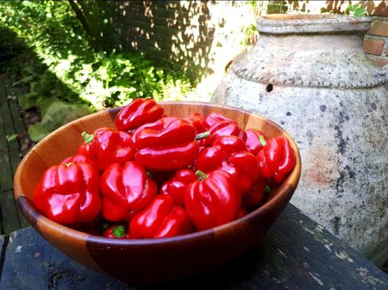 Close-up of a wooden bowl on a wooden table in a garden. The bowl is filled with red habanero chillies. In the background is an old large clay jar and some green plants.
