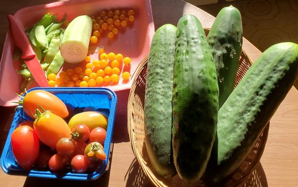4 large cucumbers in basket on the right.
Mixed tomatoes in blue square container on the left.
Pink styrofoam tray has snow peas, yellow cherry tomatoes & half a peeled cucumber with a red knife.
