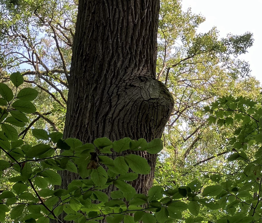 A segment of a tree trunk about 6 meters up viewed from the ground with a protrusion looking something like a cross between the Grinch and Mufasa watching over the forest