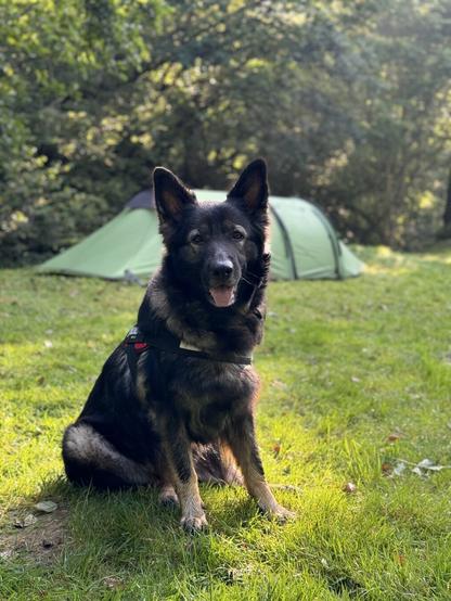 A sable German Shepherd lies on the green grass of Glencoe on a sunny morning. Behind her is the tent she slept in with green trees filling in the rest of the background.