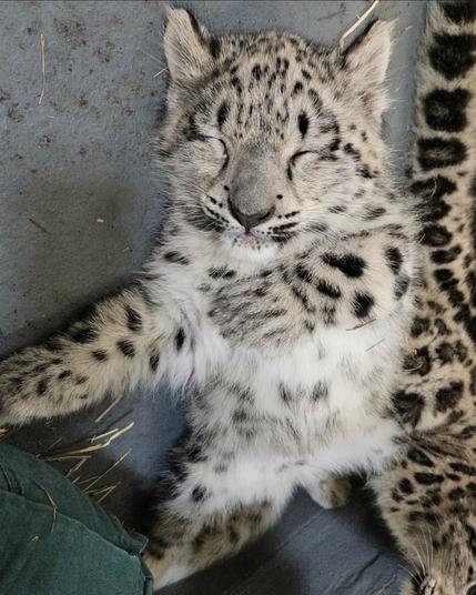 Azure Generated Description:
a white and black spotted cat (47.39% confidence)
---------------
Azure Generated Tags:
animal (99.92% confidence)
mammal (99.74% confidence)
big cat (99.49% confidence)
snow leopard (94.49% confidence)
felidae (94.15% confidence)
whiskers (94.06% confidence)
terrestrial animal (93.99% confidence)
fur (92.15% confidence)
big cats (91.23% confidence)
wildlife (87.37% confidence)
snout (87.36% confidence)
cat (86.83% confidence)
jaguar (86.41% confidence)
african leopard (84.53% confidence)
ground (72.09% confidence)
leopard (58.53% confidence)
outdoor (56.29% confidence)