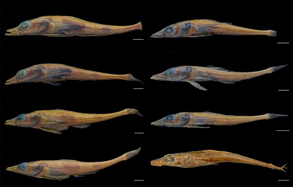 photos of multiple specimens of a new fish species